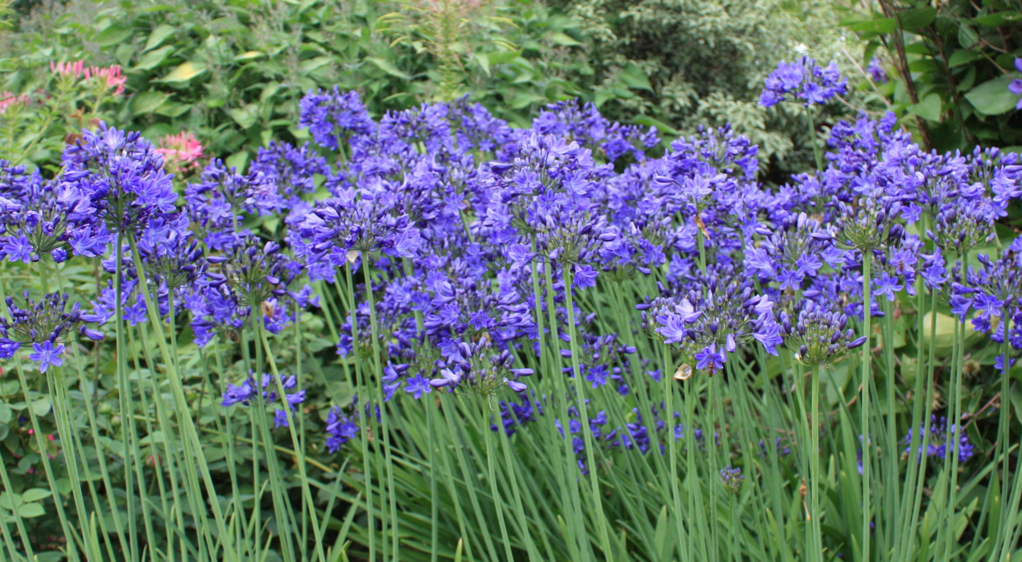 Agapanthus_blauw_de_prachttuinen