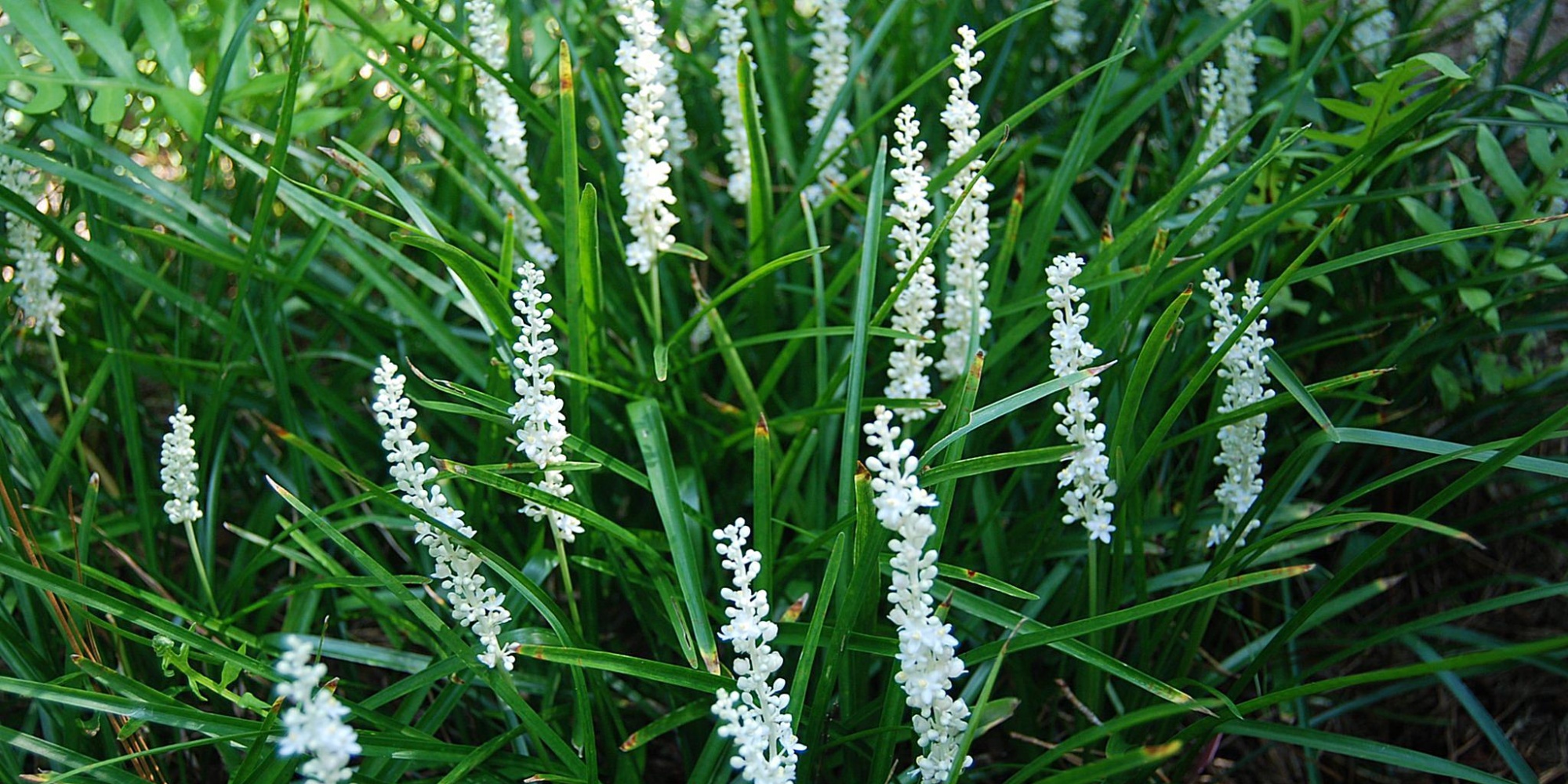 Liriope_muscari_Traebert_s_White_prachttuinen-concentrate