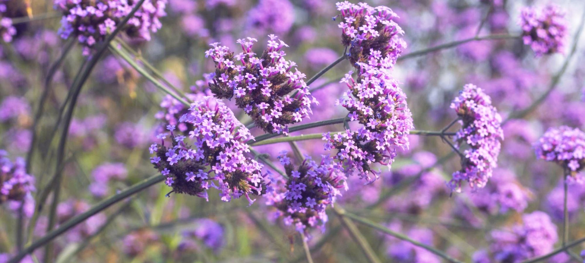 Verbena-bonariensis_De-prachttuinen-freshblue