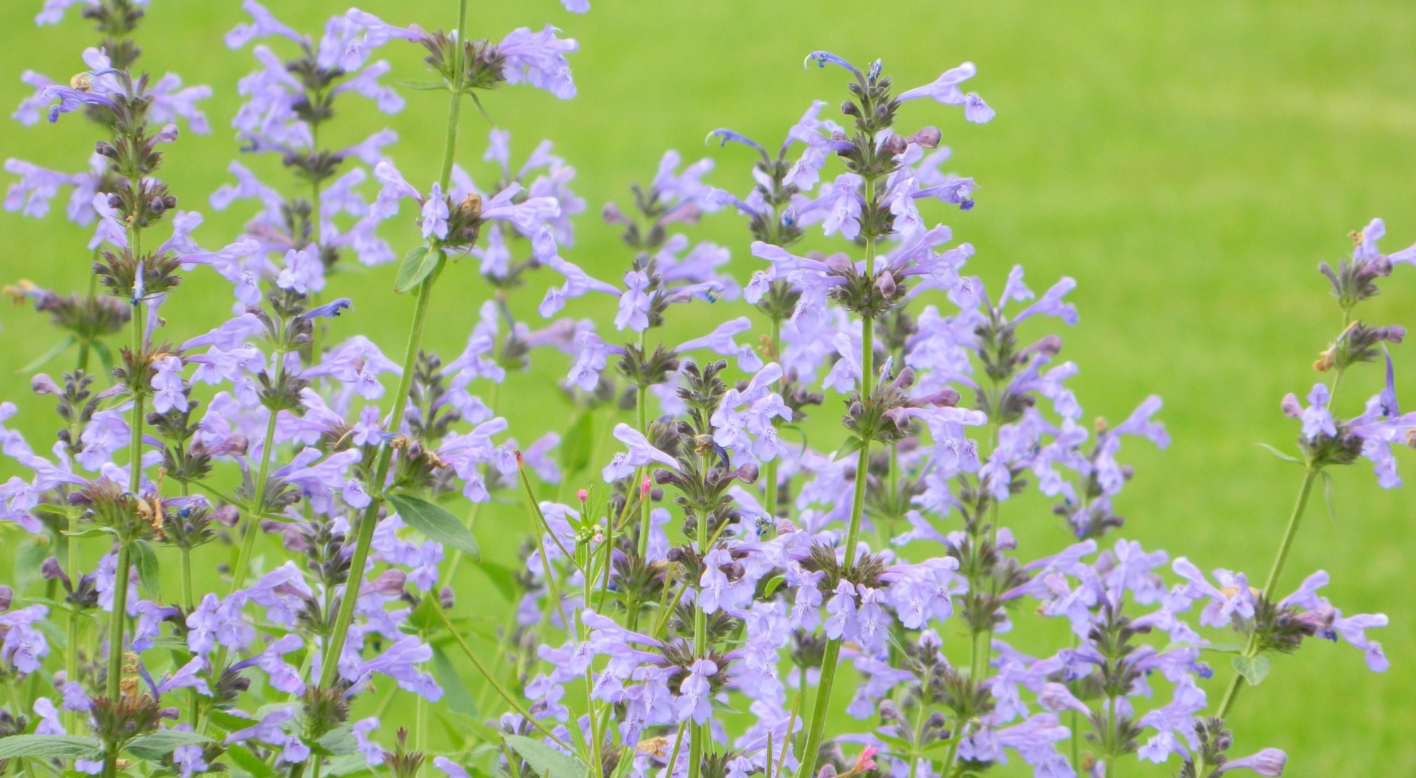 nepeta_sibirica_kattenkruid_hires